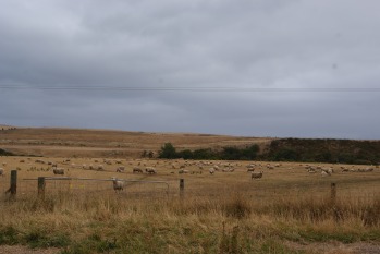 There were sheep along the way.